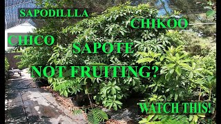 Sapodilla, Chikoo NOT fruiting? Watch this!