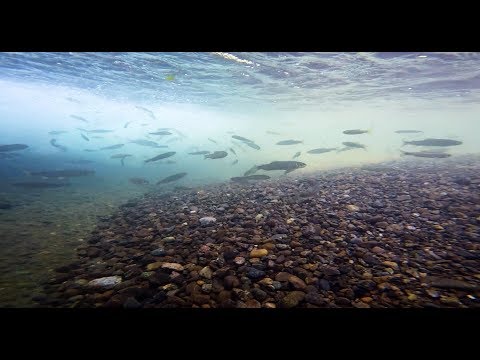 中津川(神奈川県)水中撮影GoPro