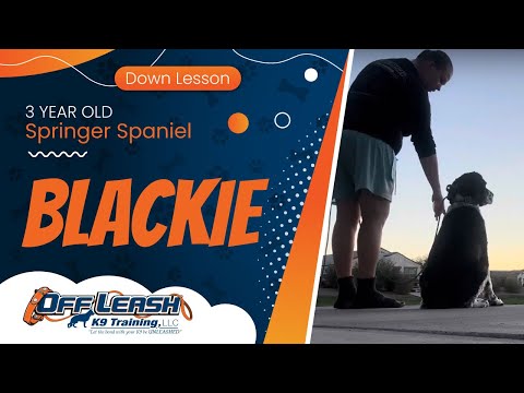 3 yo Springer Spaniel Blackie ~ Best Springer Spaniel Trainers ~ Off Leash K9 Training Phoenix