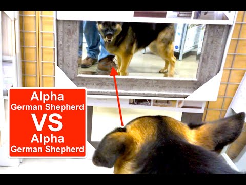 Alpha German Shepherd met Another Alpha Dog and got aggressive - While Shopping at Lowes