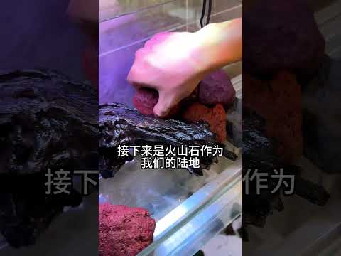 来自苏拉威西岛的恶魔蟹，小家伙竟然会跳！还喜欢吃我的汗毛？？