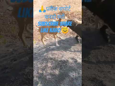 #therealfununlimited #bollywood #music #hindisong #love #funny #dancesong #doglover #tiktok #song