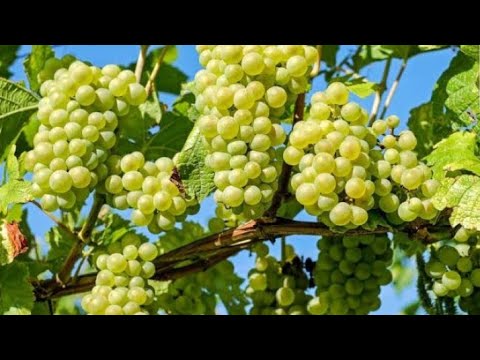 Grapes🍃/ Angoor ki bail/(care🌳 + transplant🌳) by sohaib faraz