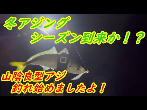 【アジング】山陰冬アジング　ナイトアジングで良型アジが釣れ始めましたよ！やっと冬アジングシーズン到来かな！？