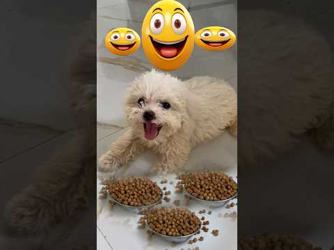 How to make your pet happy #comedy