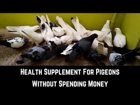 How to make your pigeons healthy | Health supplement | தமிழில் | #pigeonHealthSupplement #pigeonFood