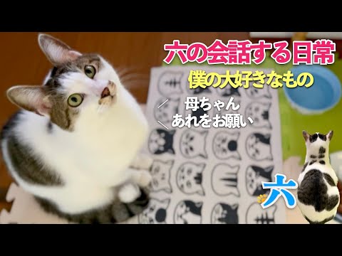 【おしゃべり猫】六の会話する日常 | 猫の催促 | しゃべって甘えて主張する子どもみたいな愛猫です | [生まれ変わりの猫] 六 (Roku)