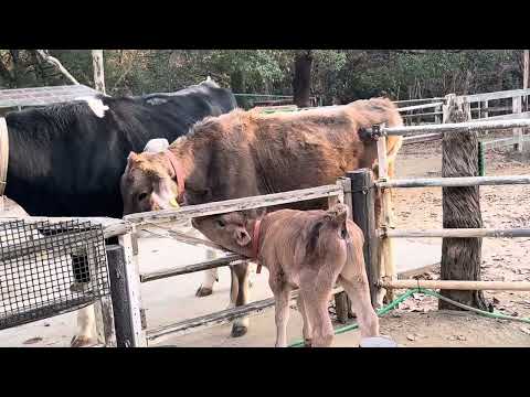 おばちゃんのステラちゃんをペロペロ　オッコロくん　埼玉県こども動物自然公園　2024年12月21日