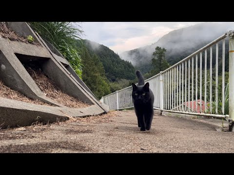 坂道で追いかけてくる黒ねこちゃん　No.７６９　２０２４年　１０月４日　１７：００　のくろねこちゃん　black cat