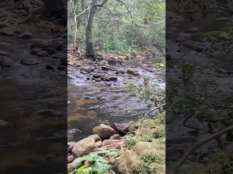 “Experience the serene beauty of Vellingiri hills’ mountain water in seconds! 🏞️✨ #YouTubeShorts”