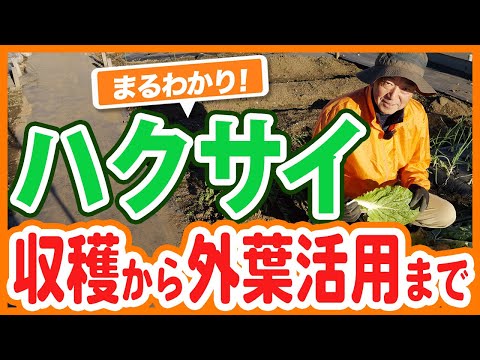 家庭菜園や農園で収穫時期の白菜栽培！収穫タイミングの見極め方や収穫時のチェックポイント！白菜の冬越し対策や外葉の活用方法を徹底解説！【農園ライフ】