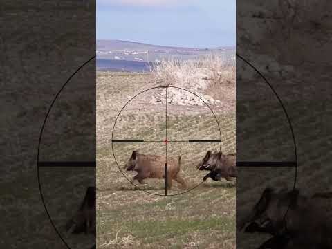 Perfect Wild Boar Shot #hunting #wildboar #shorts