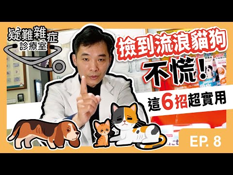 撿到流浪貓狗不慌！這6招超實用｜疑難雜症診療室 Feat.承大動物醫院 馬祥勝院長