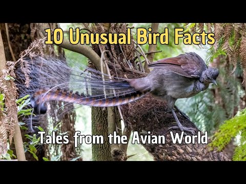 🦅 10 Unusual Bird Facts (watch #8)🦩Tales from the Avian World