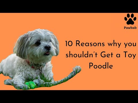 TOP 10 Reasons why you shouldn’t get a Toy Poodle