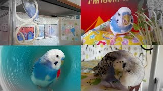 【インコの日常】【字幕なし】おしゃべりしたり、カキカキしたり、モグモグしたり♡インコカップル👩‍❤‍👨#セキセイインコ #リースくんルートくん