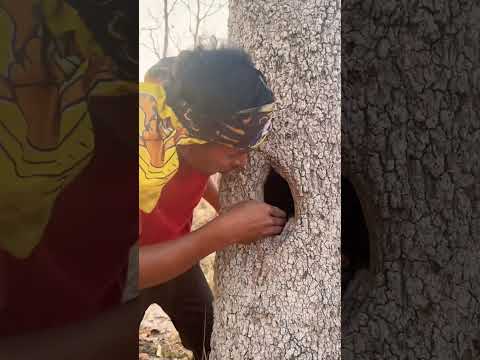 Today I walking in forest found a lot of birds Part 01 #shortvideo #parrot #birds