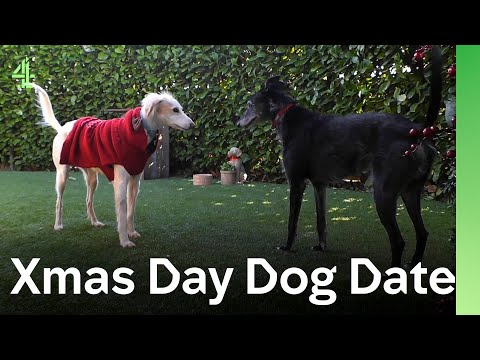 Will it be love at first sight when Georgia the Saluki meets Mona the Lurcher? | The Dog House 🐶