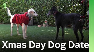 Will it be love at first sight when Georgia the Saluki meets Mona the Lurcher? | The Dog House 🐶