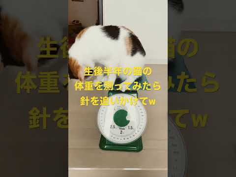 【子猫) 生後半年の体重を測ってみたら、メス猫なのに、、、