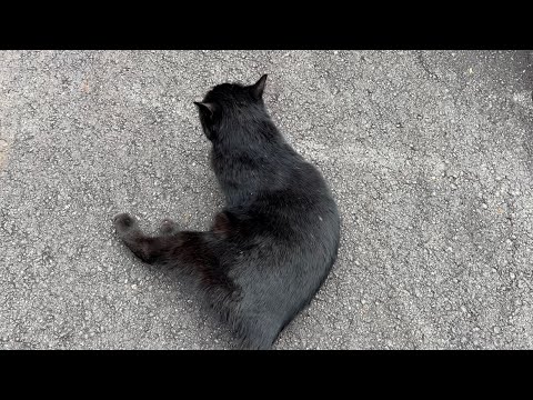 坂道で追いかけてくる黒ねこちゃん　No.８３６　に　２０２４年　１２月２５日　１４：００　のくろねこちゃん　black cat