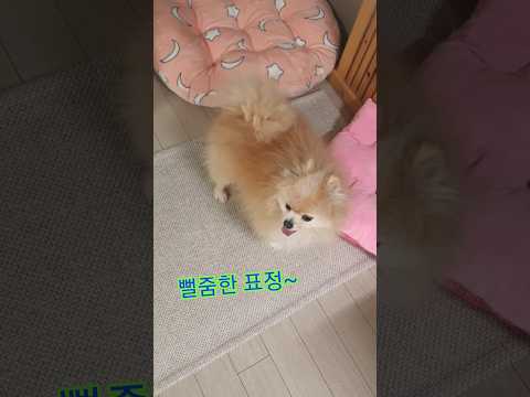 붕붕하려다 이모 눈치 보는 강아지~#shorts