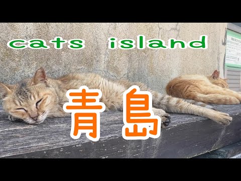 暑いのでかまわないでくださいPlease don't mind it's hot　【青島】【夏休み2024】【猫島巡り】