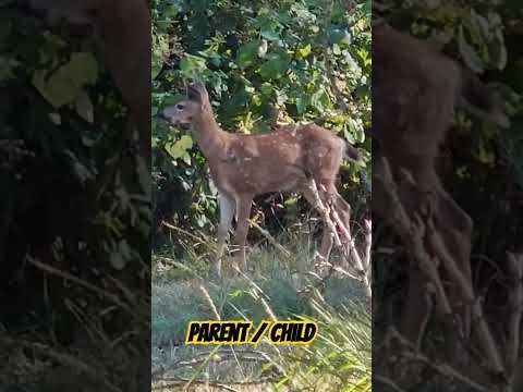 White-tailed deer #shorts #whitetaileddeer #wildlife