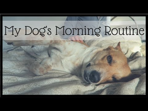 My Dog's Chill Morning Routine