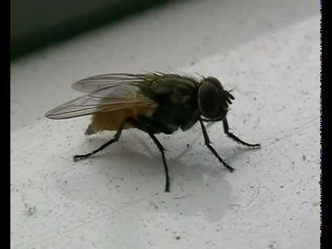 Fly taking a dump