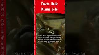 Baru Tahu, Fakta Unik Tentang Kumis Lele #barutahu