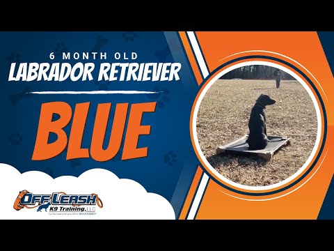 Labrador Retriever, 6 Months Old, Blue | Best Dog Trainers Northern VA,  | Off Leash K9