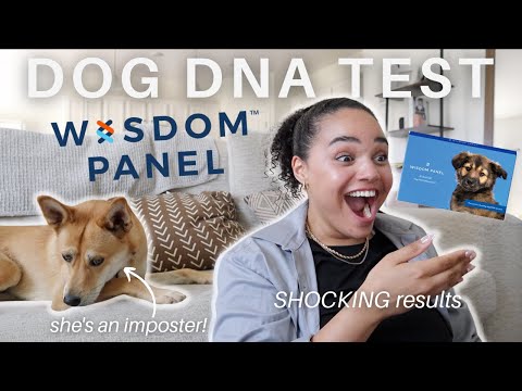 I DNA tested my dog *SHOCKING RESULTS* l Unexpected Wisdom Panel results l I was lied to (again)