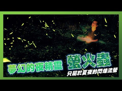 夢幻的夜精靈 螢火蟲｜專屬夏夜的閃爍流螢｜葉生活EP.02