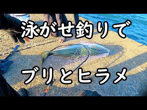 【泳がせ釣り】堤防から95㎝の巨大ブリ釣って食べる