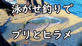 【泳がせ釣り】堤防から95㎝の巨大ブリ釣って食べる