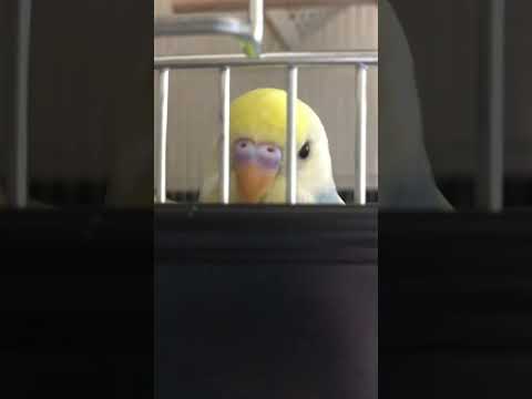 何がでてくるか分かる？ #shorts #セキセイインコ #budgie #かわいい #すいちゃん