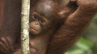 絶対に落ちないオランウータンの赤ちゃん