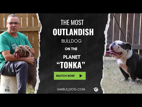 The Most Outlandish Bulldog On The Planet "TONKA"