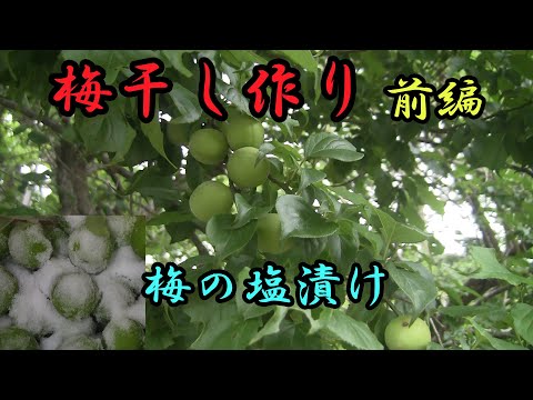 【梅】梅干作り 塩漬け