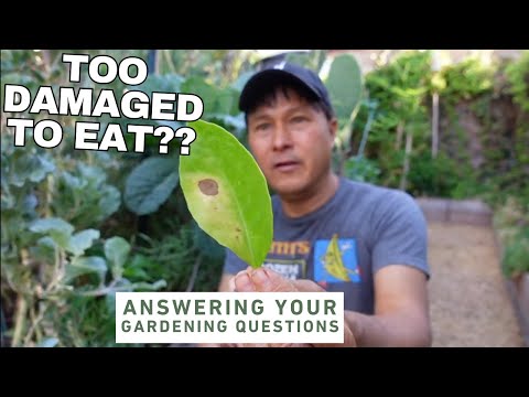 Damaged Leaves: Are They Edible? Here's How to Tell