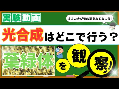 【中学理科】葉緑体の観察！ヨウ素液でデンプンの反応を調べよう！