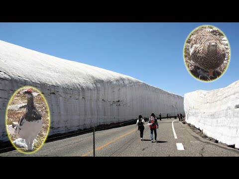 日本 穿越立山黑部 雪之大谷巧遇神使雷鳥