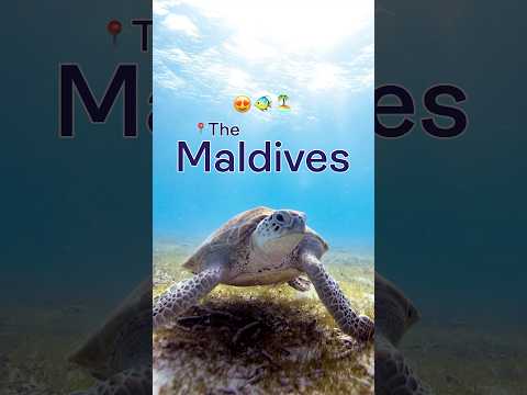 Your dream destination is calling 😍🐠🏝️#maldives #travel #travelvlog #shorts