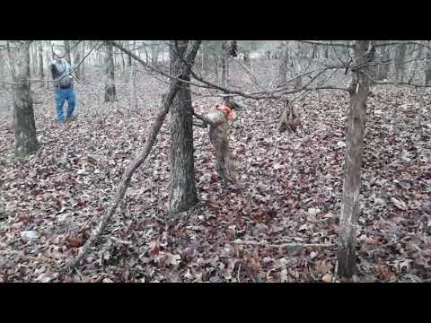 Dry Creek Hunting Dogs   01 03 2021