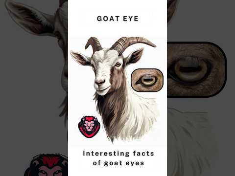 Interesting Facts of Goat Eyes #mannvetcorner #viralshorts #facts #goat #animalfacts