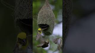 #birds #bird #nature #birdsofinstagram #wildlife #birdphotography #naturephotography #wildlifephoto