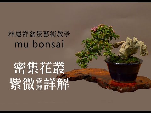 盛夏∣密集花叢 紫薇百日紅管理詳解 ◤林慶祥盆景藝術教學◢ Bonsai in Taiwan