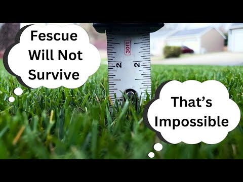 Tall Fescue The Most Versatile Grass Type  |  Cut at 1 Inch