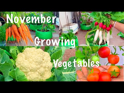 Best Winter Vegetable Seeds To Grow In November Month // November Growing Vegetables